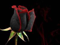 Философия черной розы